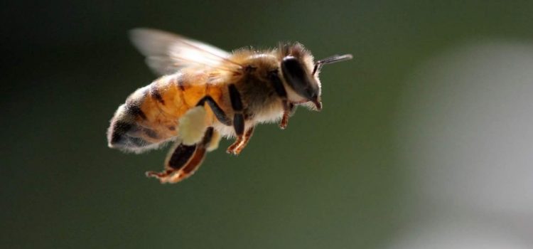 ¿Sabías que las abejas miran al suelo para regular su altitud en el vuelo?