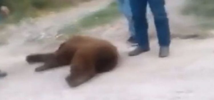 Desaparecen restos de oso asesinado en Cumpas, Sonora