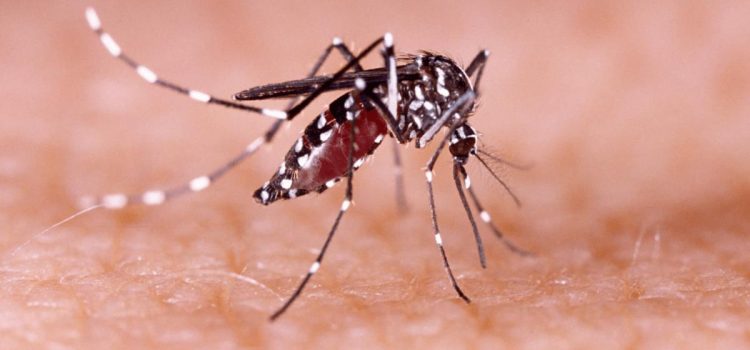 Aún con bajas temperaturas, el dengue sigue reproduciéndose