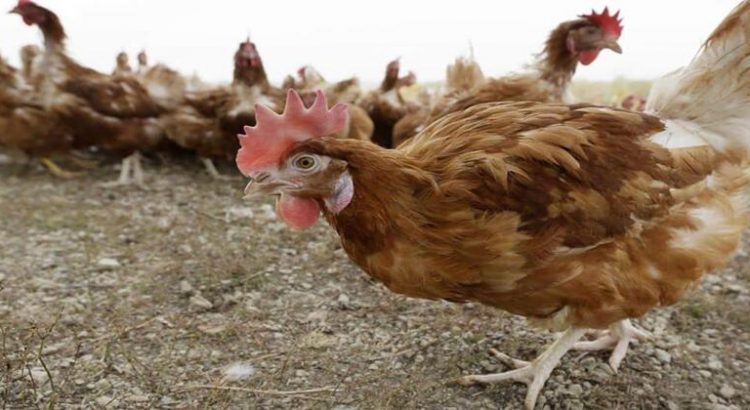 Controlan brote de gripe aviar al sur de Sonora