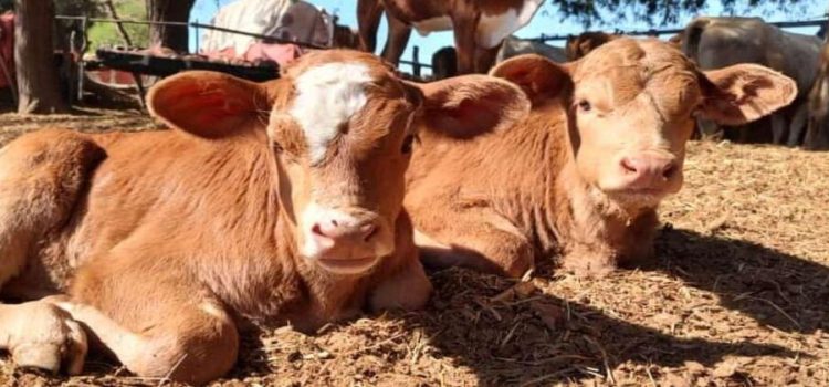 Bajas temperaturas afectan al ganado en el sur de Sonora