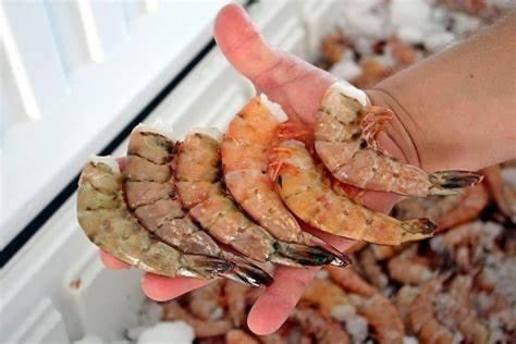 Reportan baja producción de camarón en Puerto Peñasco