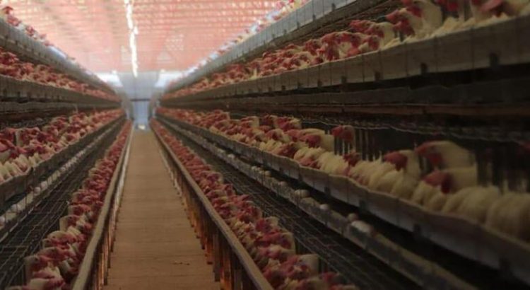 Piden no utilizar vacunas contra gripe aviar