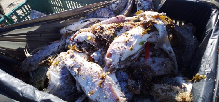 Disminuye el número de pescados en descomposición en las playas de Puerto Peñasco
