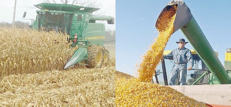 Gobierno federal entregará apoyos a productores de trigo en Sonora