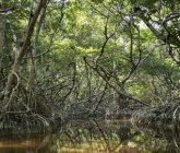 Google y WWF crean proyecto que favorecerá manglares en Yucatán y Nararit